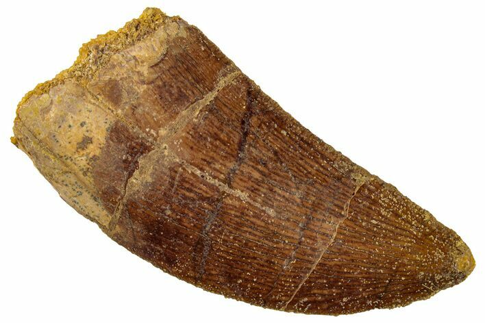 Serrated, Carcharodontosaurus Tooth - Real Dinosaur Tooth #267790